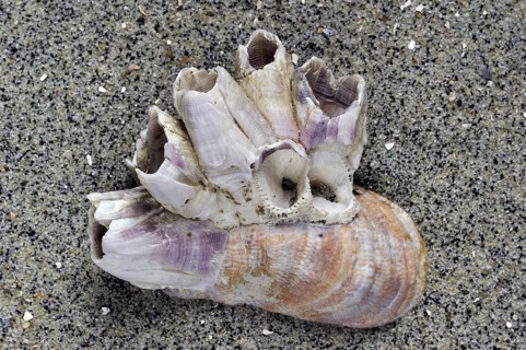 American slipper limpet