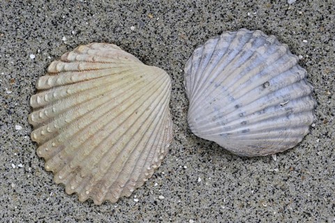Poorly ribbed cockle