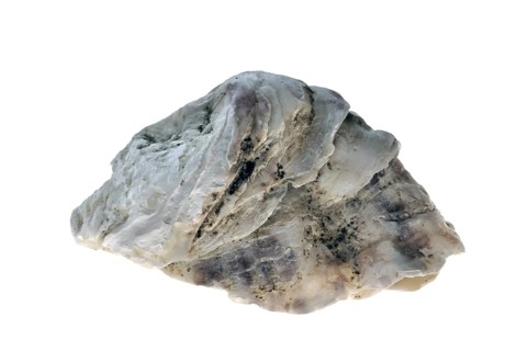 Pacific oyster