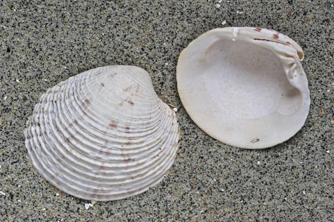 Warty venus