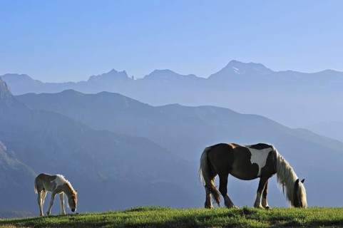Free roaming horse with foal on the Col d'Aubisque in the Pyrenees
