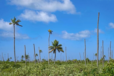 Broken palm trees