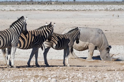 Black rhinoceros