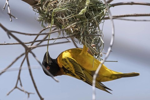 Village weaver