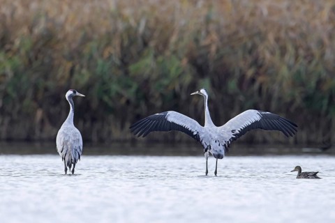 Two common cranes