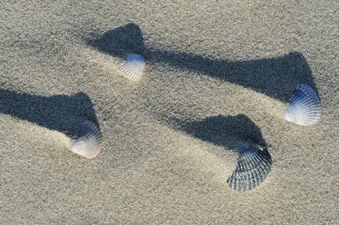Shadows of sand ridges behind cockle shells