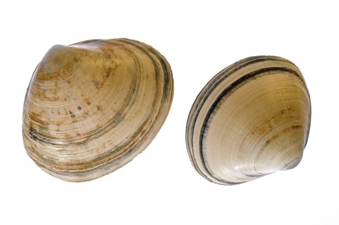 Rayed trough shells