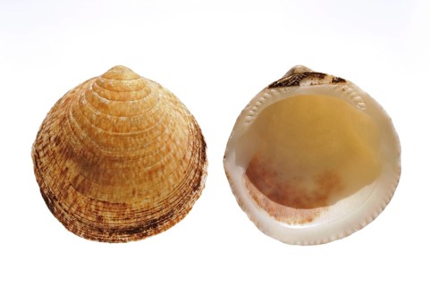 Dog cockle