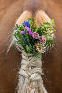 Haflinger horse