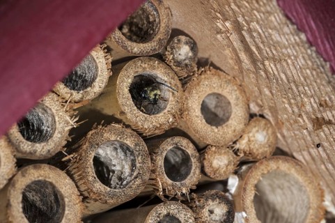 Mason bee
