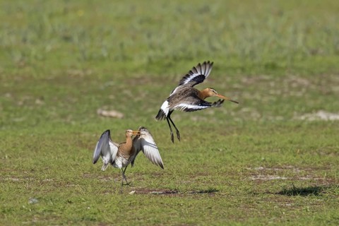 Male black-tailed godwit