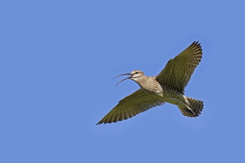 Eurasian whimbrel
