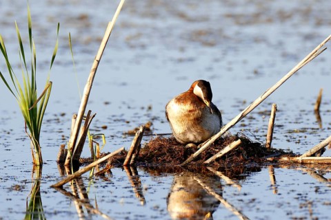 Red-necked grebe