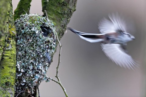 Long-tailed tit