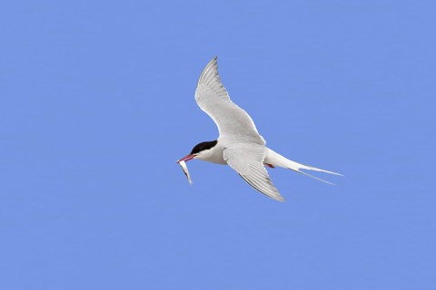 Arctic tern