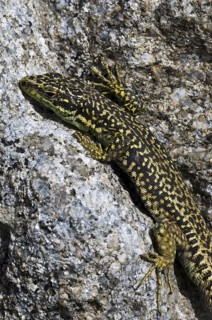 Carpetane rock lizard