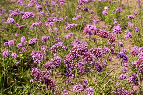 Argentine verbena
