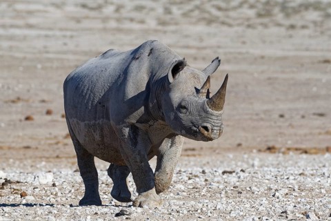 Black rhinoceros