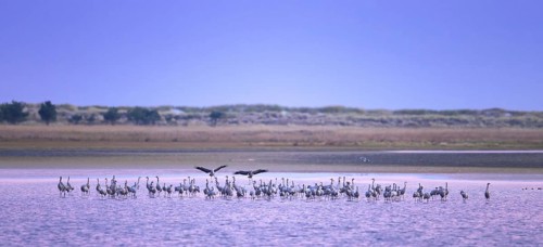 Flock of common cranes