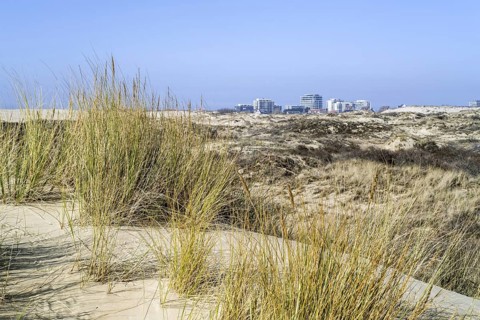 Marram grass