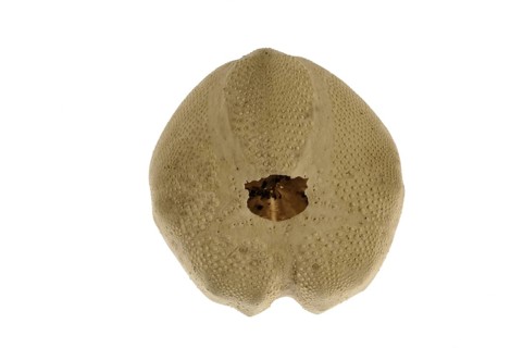 Sea potato