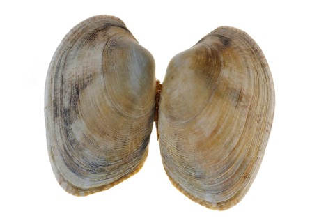 Pullet carpet shell