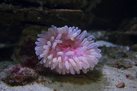 Beadlet anemone