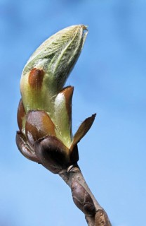 Sweet Chestnut