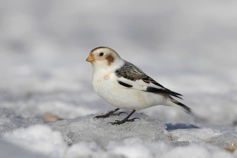 Snow bunting