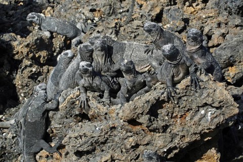 Marine iguanas
