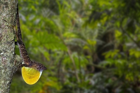 Many-scaled anole