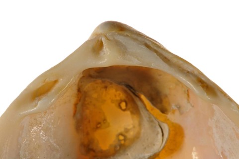 Smooth cockle