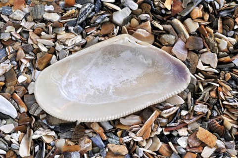 Banded wedge shell