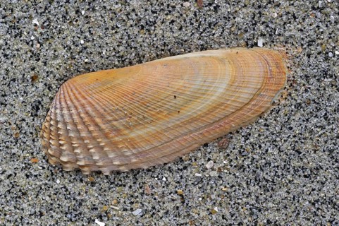 American piddock