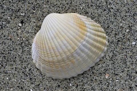 Common cockle