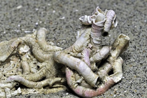 Tubes of calcium carbonate from a serpulid worm on seashell washed on beach