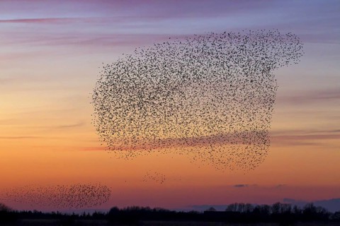European starling