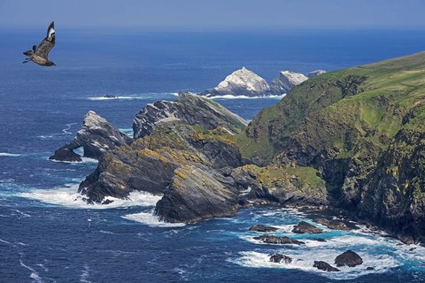 Great skua in flight and spectacular coastline with sea stacks and cliffs
