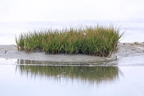 Common cordgrass