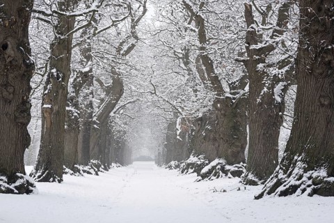 Country lane lined with 200 year old sweet chestnut