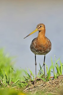 Black-tailed godwit