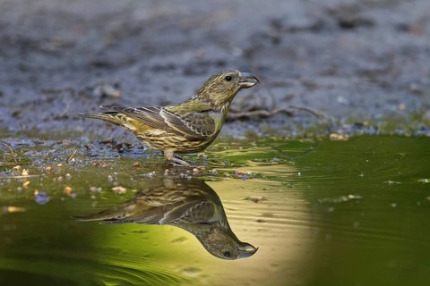 Red crossbill