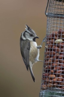 European crested tit
