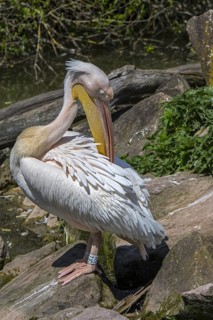 Great white pelican
