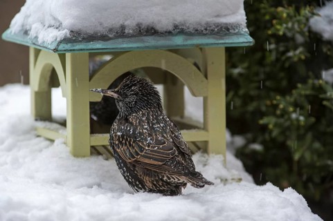Common Starling