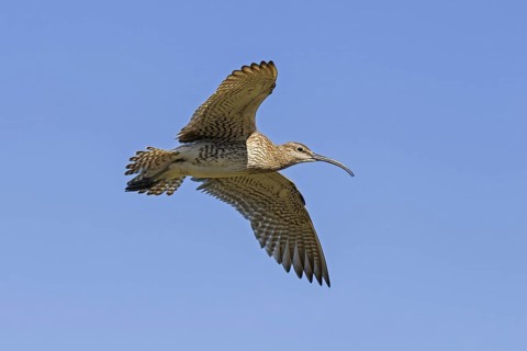 Eurasian whimbrel