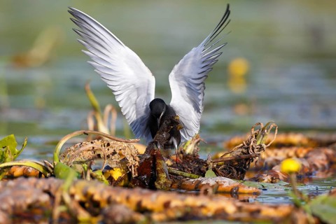 Black Tern