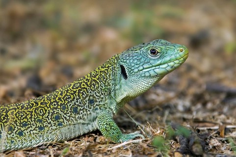 Ocellated lizard