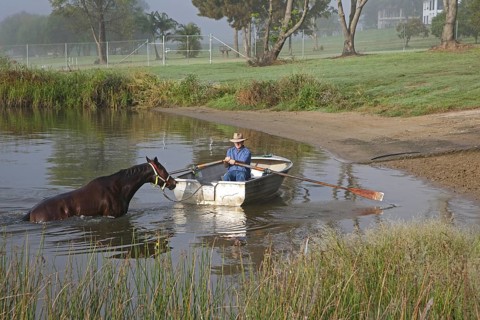 Trainer in rowboat takes race horse for an early morning swim in the Clarence River