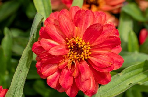 Garden dahlia